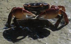 Cyclograpsus punctatus