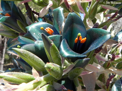 Puya alpestris alpestris