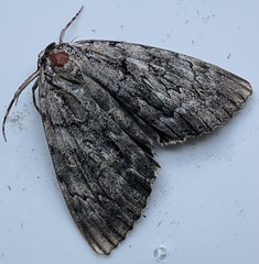 Catocala retecta