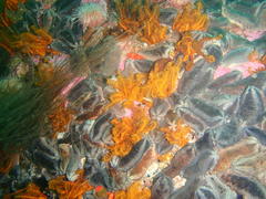 Pentacta doliolum