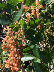 Searsia nebulosa pubescens