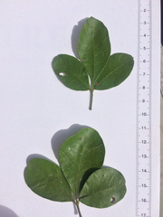 Searsia nebulosa pubescens