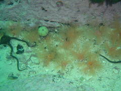 Thyone aurea