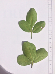 Searsia nebulosa pubescens