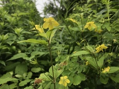 Lysimachia hybrida
