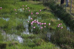 Crinum campanulatum