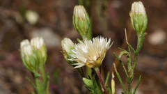 Elachanthus pusillus