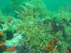 Bifurcariopsis capensis