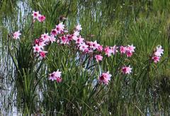 Crinum campanulatum