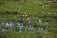Crinum campanulatum