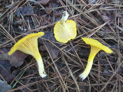 Cantharellus tenuithrix