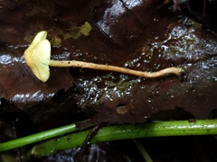 Lepiota trichroma