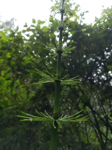 Image of Equisetum myriochaetum by (c) Alan Rockefeller, some rights reserved (CC BY)