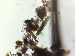 Tetmemorus brebissonii