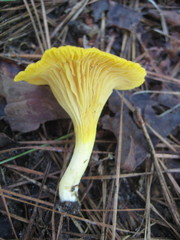 Cantharellus tenuithrix
