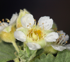 Physocarpus alternans