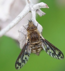 Conophorus fenestratus