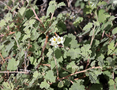 Physocarpus alternans