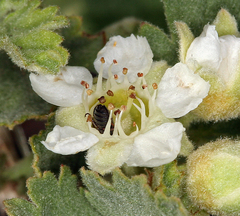 Physocarpus alternans