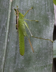 Melanophoxus brunneri