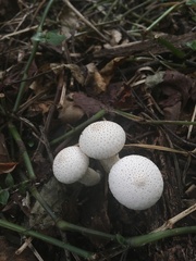 Lycoperdon perlatum image