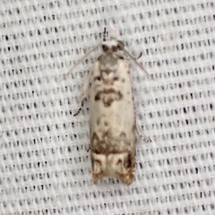 Eucosma ornatula