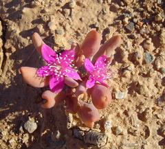 Sesuvium sesuvioides