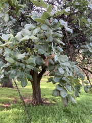 Ceratonia siliqua