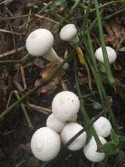 Lycoperdon perlatum image