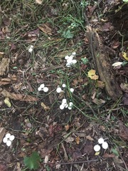 Lycoperdon perlatum image