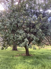 Ceratonia siliqua