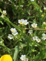 Plagiobothrys stipitatus