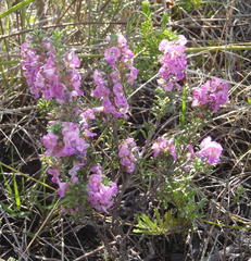 Indigofera pappei