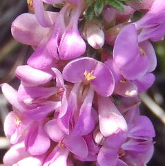 Indigofera pappei