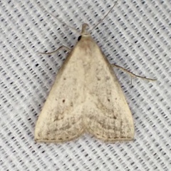 Macrochilo hypocritalis