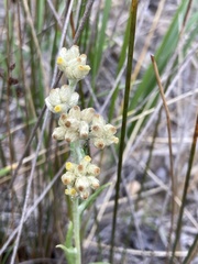 Pseudognaphalium macounii