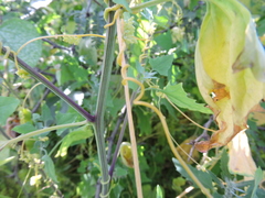 Clematis haenkeana