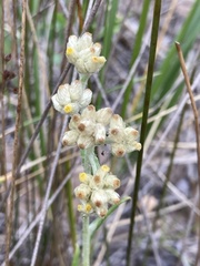 Pseudognaphalium macounii