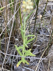 Pseudognaphalium macounii