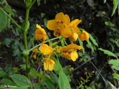 Senna stipulacea