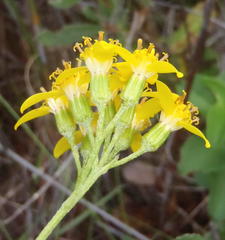 Senecio crenatus