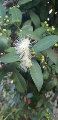 Syzygium myrtifolium