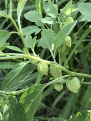 Physalis solanacea