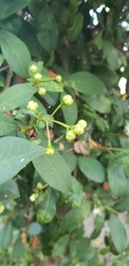 Syzygium myrtifolium
