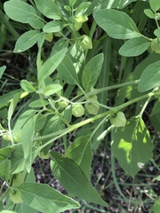 Physalis solanacea