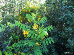 Senna stipulacea
