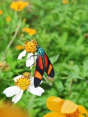 Cyanopepla submacula borealis