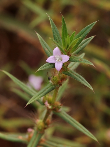 Rough Buttonweed (hexasepalum Teres) · Inaturalist