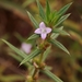 Rough Buttonweed - Photo (c) Mauricio Mercadante, some rights reserved (CC BY-NC-SA)