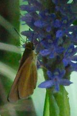 Euphyes dukesi calhouni